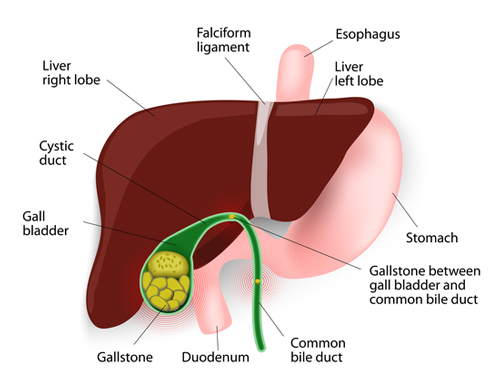 Gallbladder