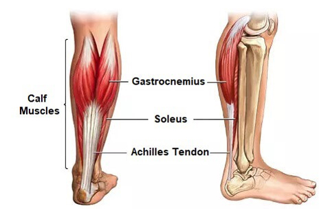 Gastrocnemius