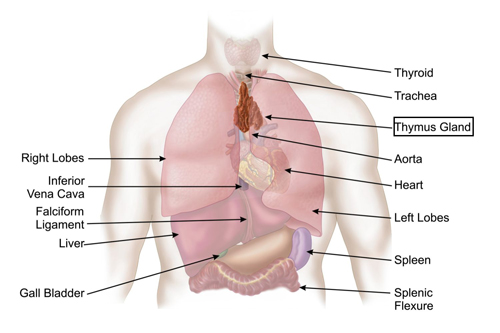 Glands