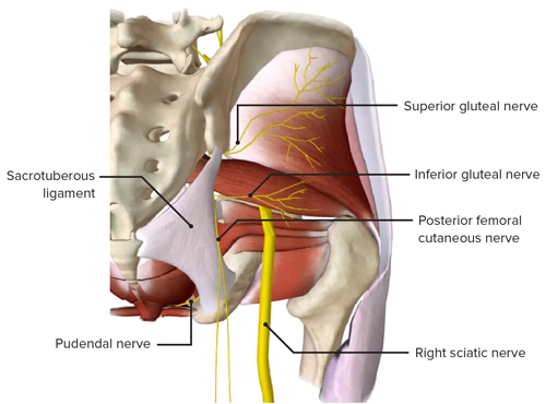 Gluteal Nerve