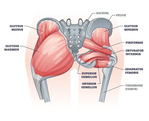 Gluteus Muscles