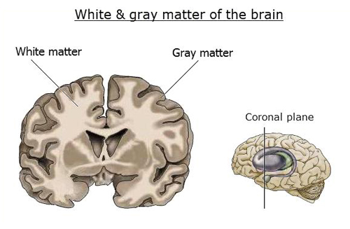 Gray Matter