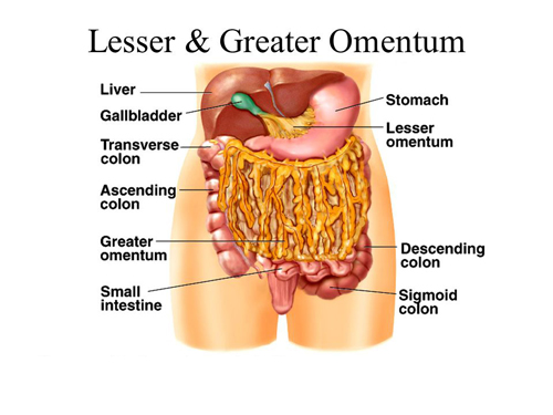 Greater Omentum