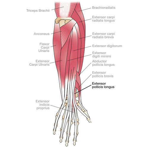 Hand Muscles