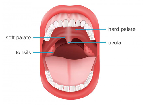 Hard Palate