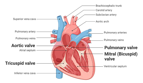 Heart Valves