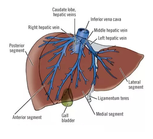 Hepatic Veins