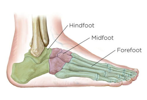 Hindfoot