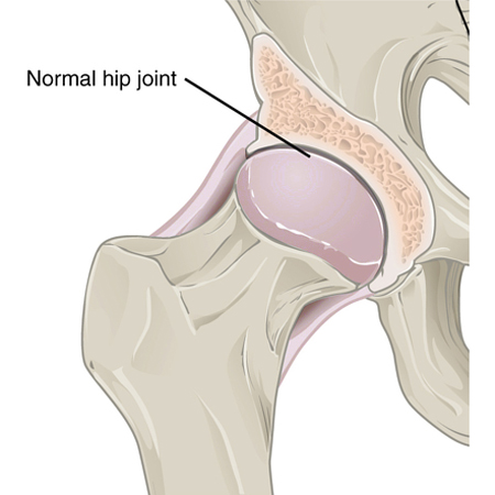 Hip Joint