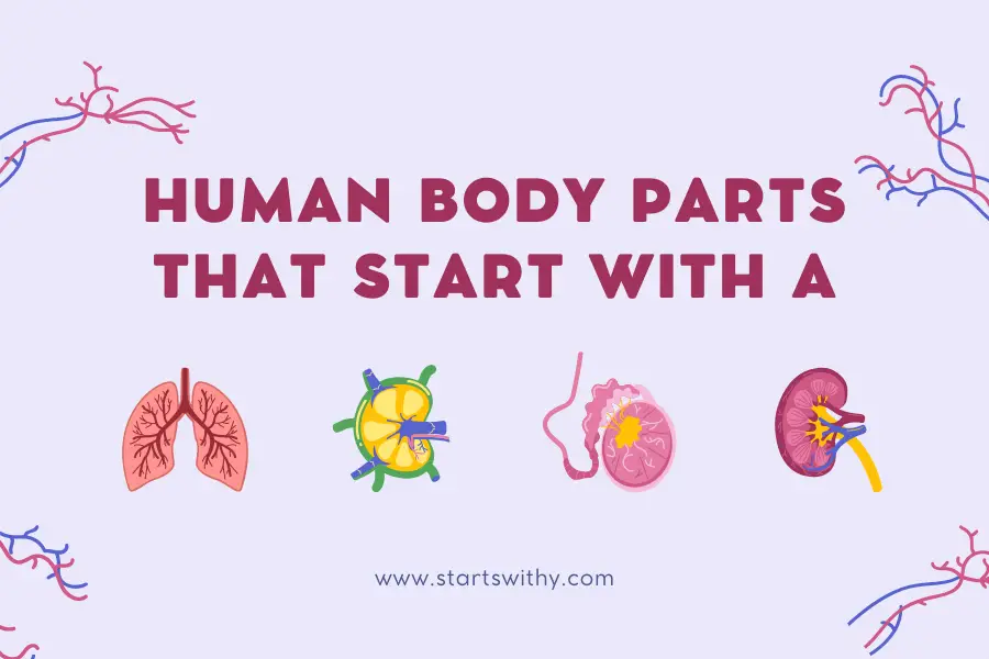 Human Body Parts That Start With A