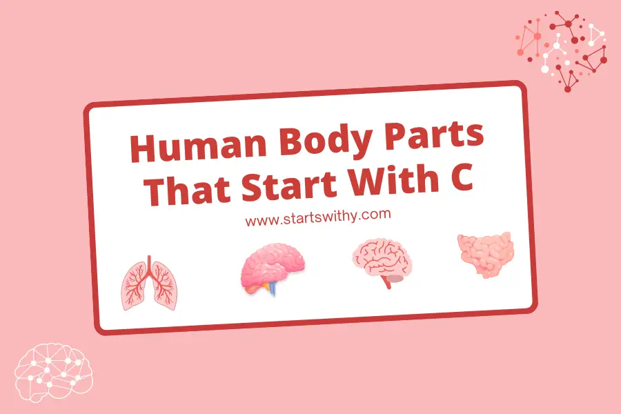 Human Body Parts That Start With C