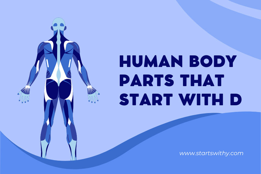 Human Body Parts That Start With D