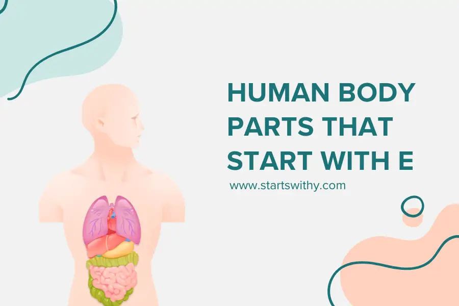 Human Body Parts That Start With E