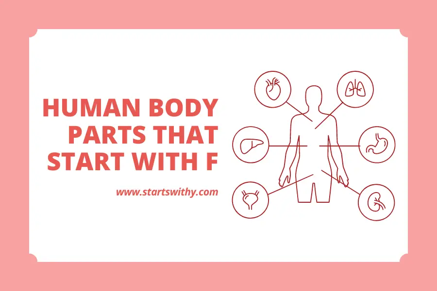 Human Body Parts That Start With F
