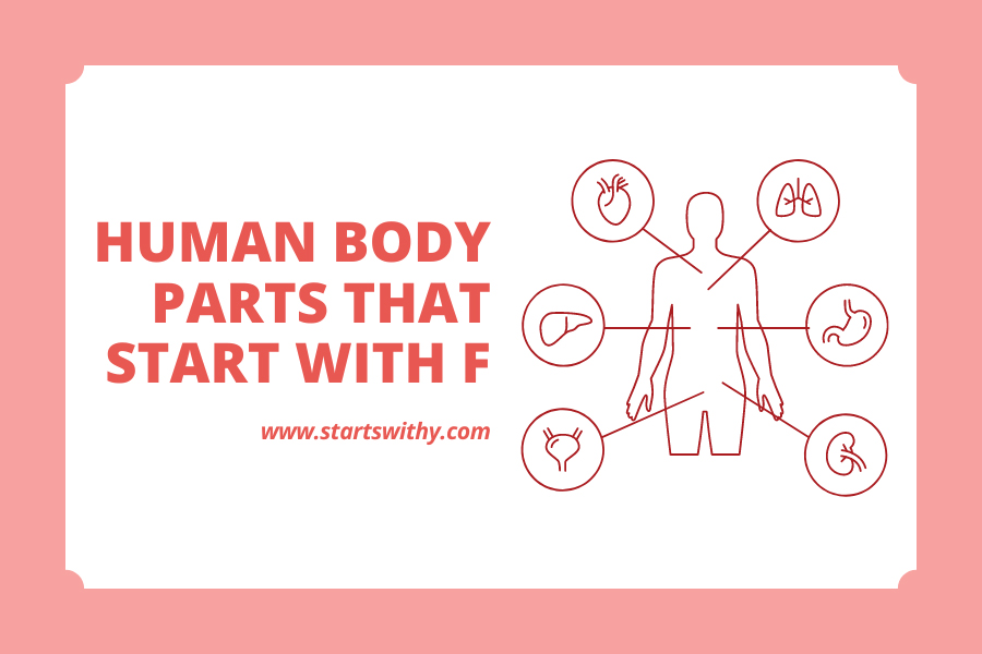 Human Body Parts That Start With F