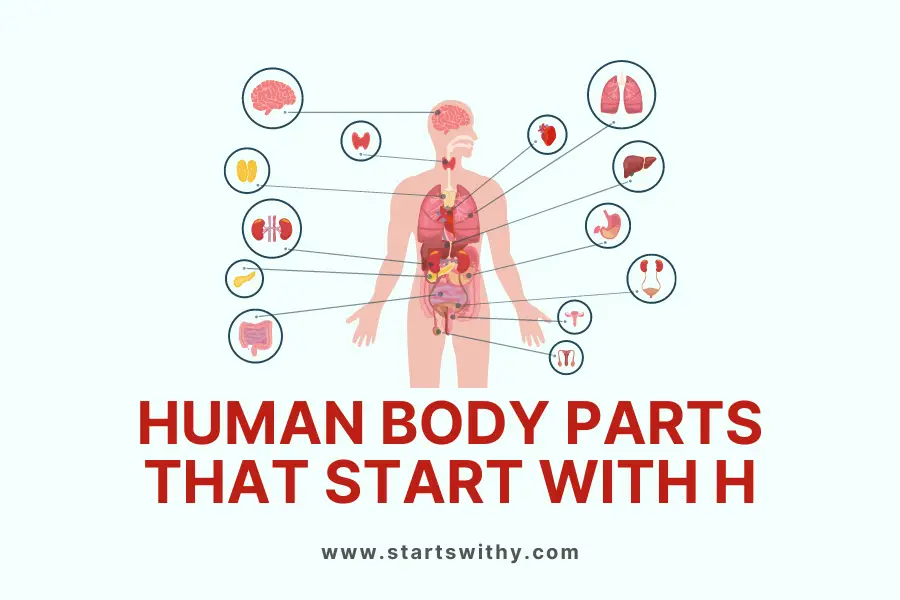 Human Body Parts That Start With H