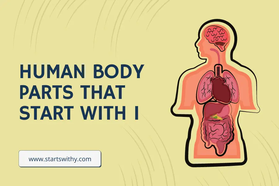 Human Body Parts That Start With I