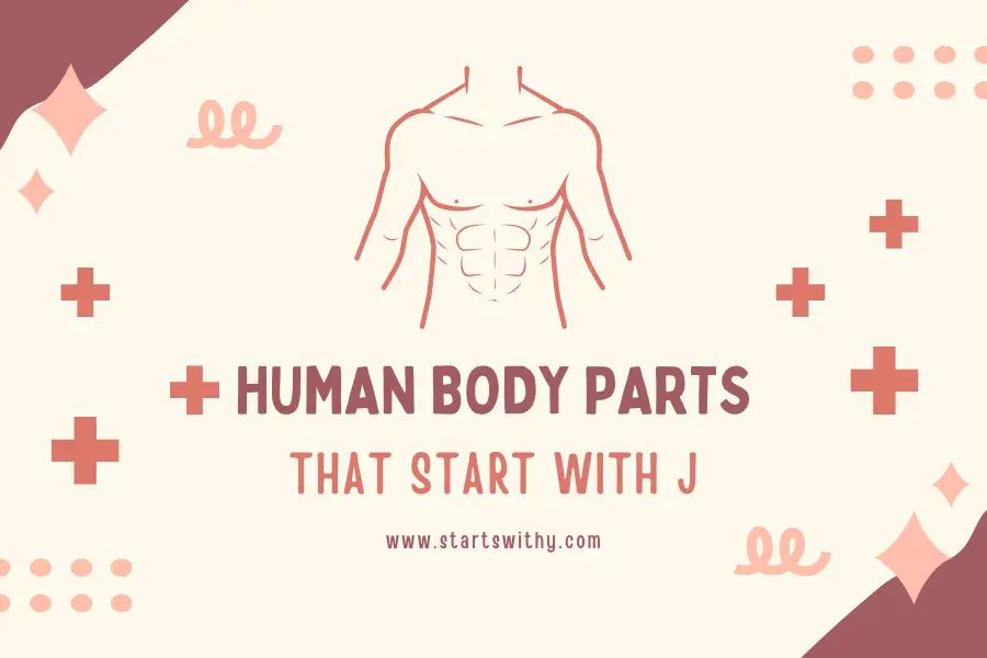 Human Body Parts That Start With J