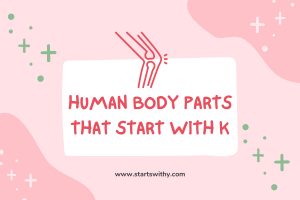 9+ Human Body Parts That Start With K