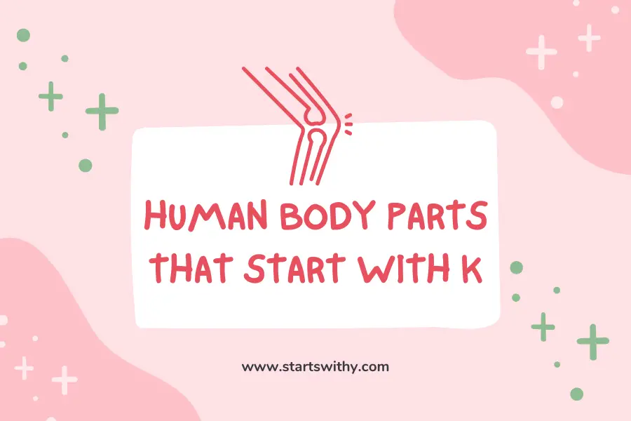 Human Body Parts That Start With K