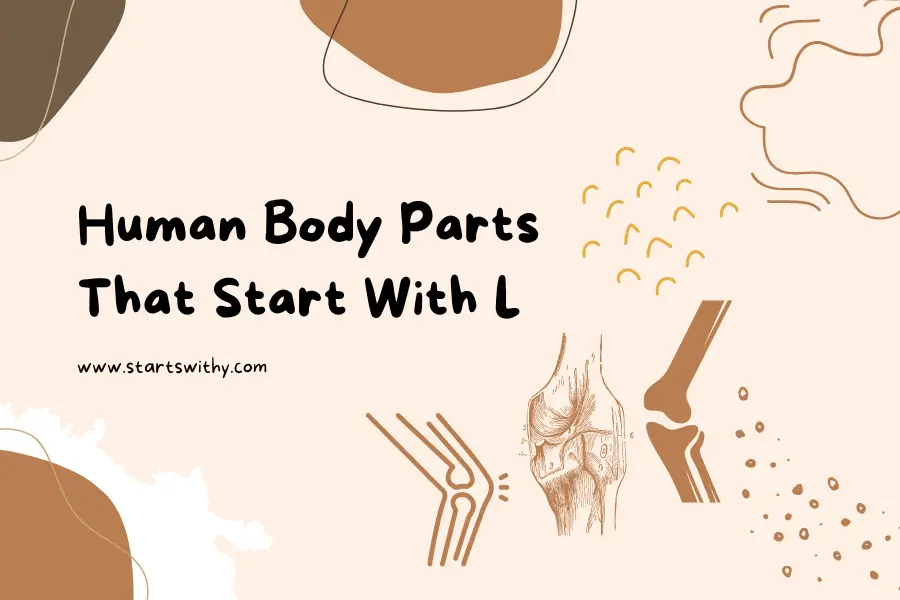 Human Body Parts That Start With L
