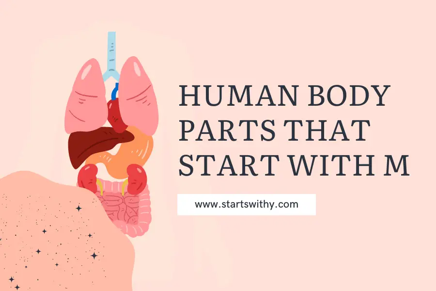 Human Body Parts That Start With M