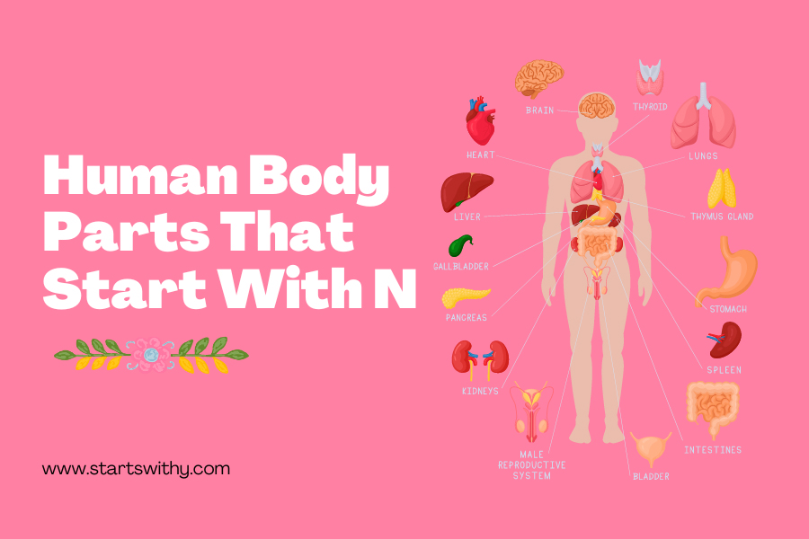 Human Body Parts That Start With N