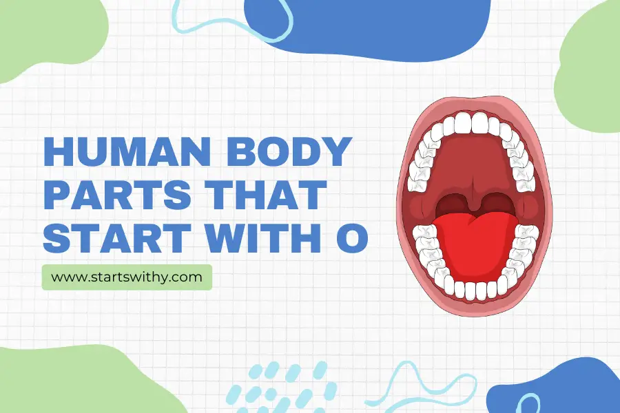Human Body Parts That Start With O