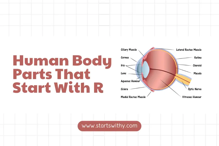 Human Body Parts That Start With R