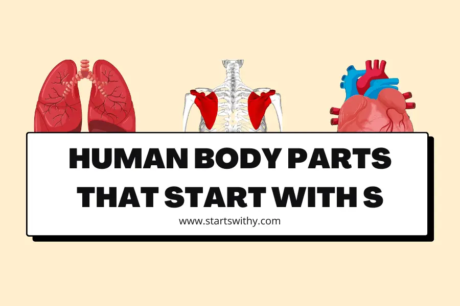 Human Body Parts That Start With S