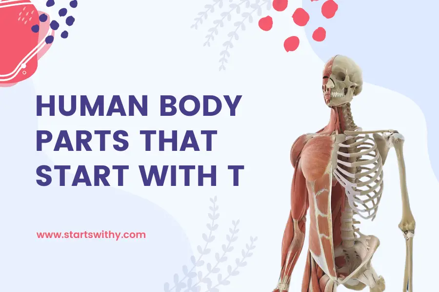Human Body Parts That Start With T
