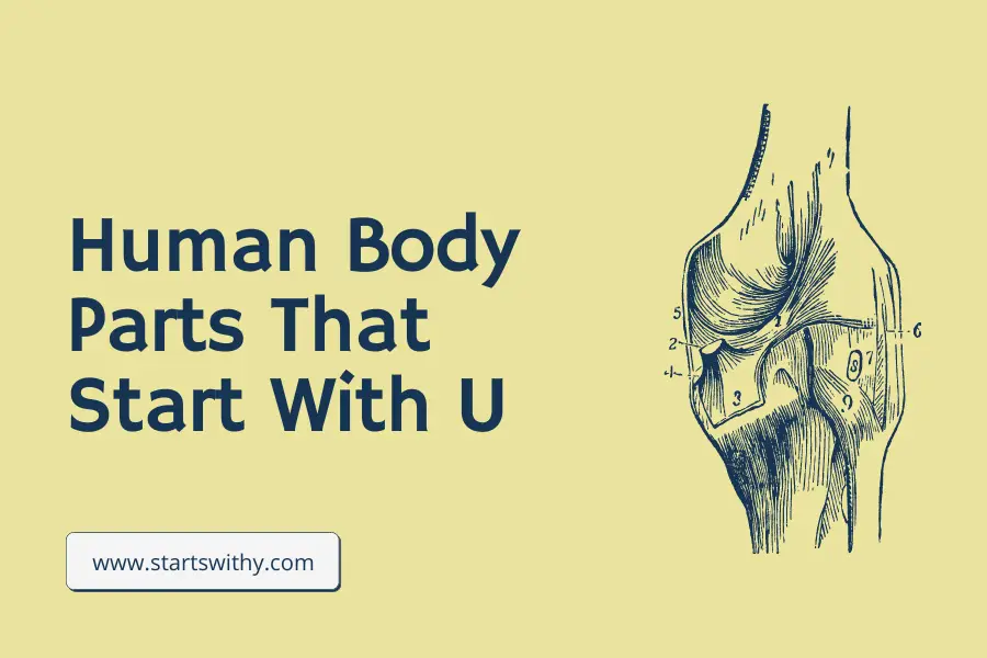 Human Body Parts That Start With U