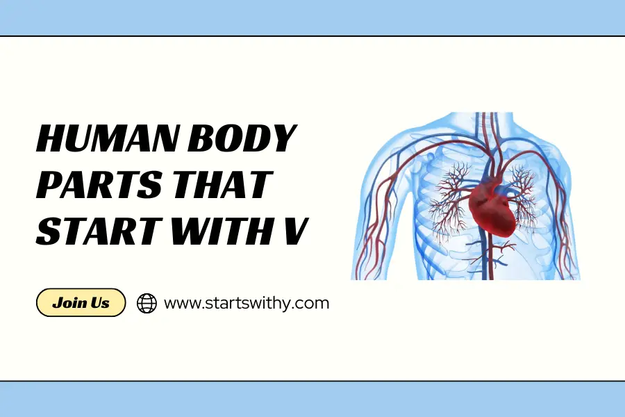 Human Body Parts That Start With V