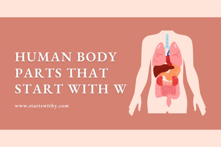 7+ Human Body Parts That Start With W