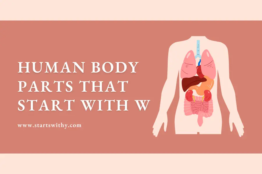 Human Body Parts That Start With W
