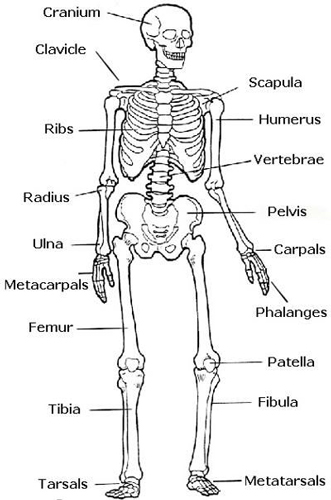 Human Skeleton