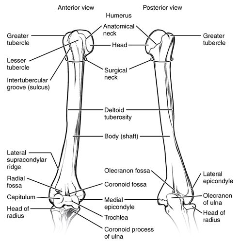 Humerus