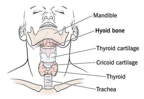 Hyoid Bone