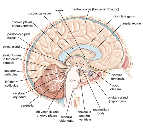 Hypophysis