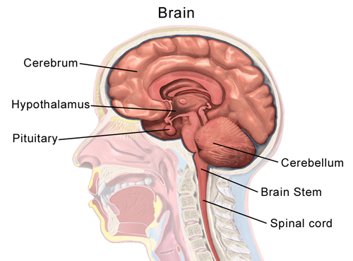 Hypothalamus