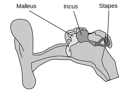 Incus