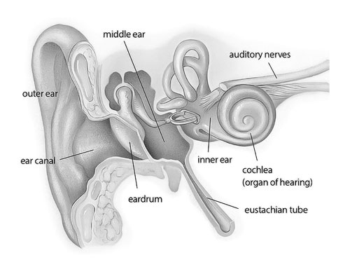 Inner Ear