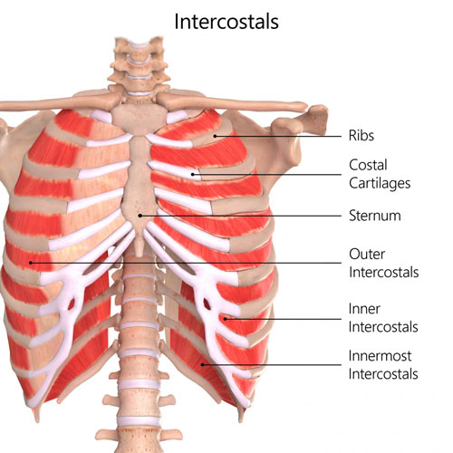 Intercostal Muscles