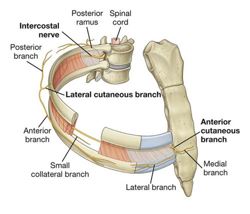 Intercostal Nerves