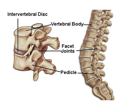 Intervertebral Discs