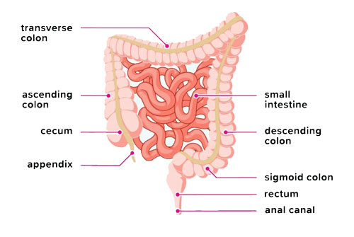 Intestines