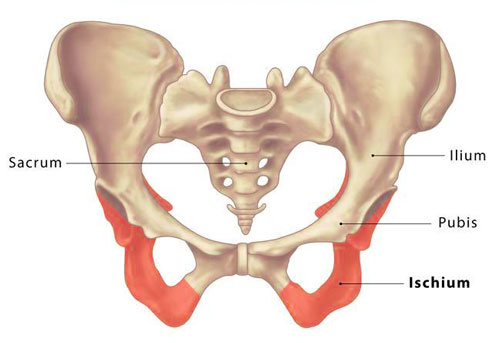 Ischium