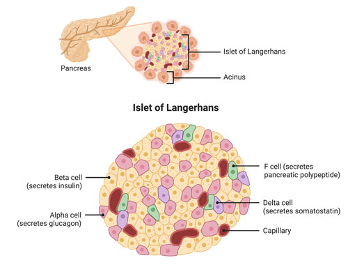 Islets of Langerhans