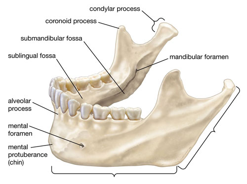 Jaw