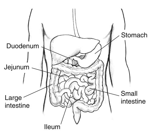 Jejunum